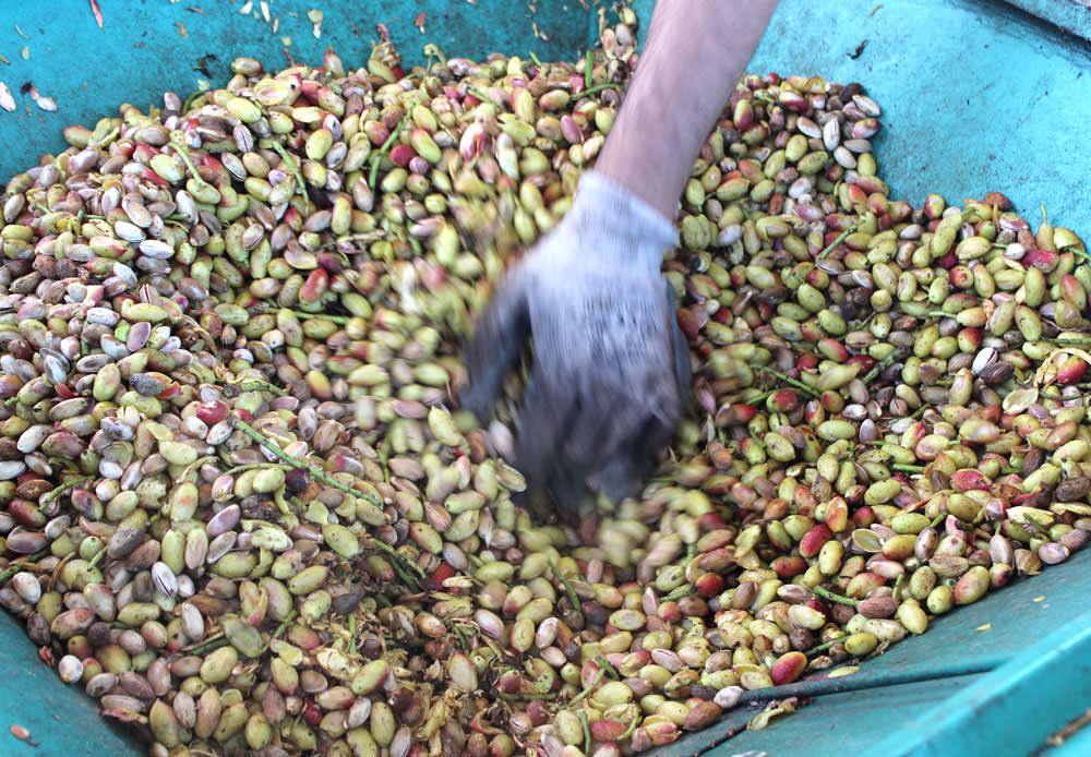 Azienda Agricola Paladino